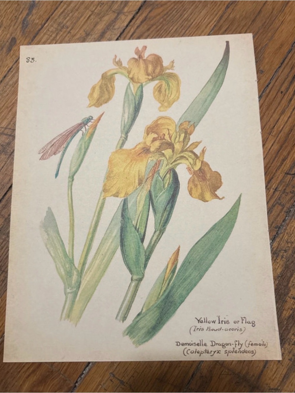 9”x7” Vintage 1977 Yellow Iris Botanical Art Print
